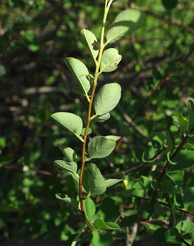 Image of genus Cotoneaster specimen.