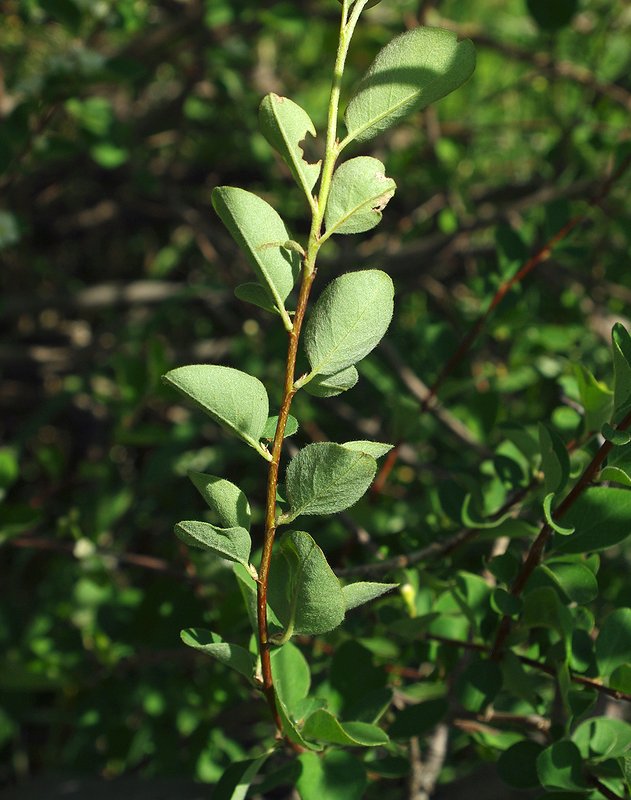 Изображение особи род Cotoneaster.