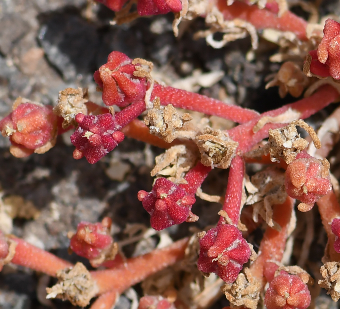 Image of Mesembryanthemum nodiflorum specimen.