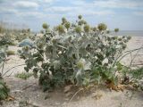 Eryngium maritimum