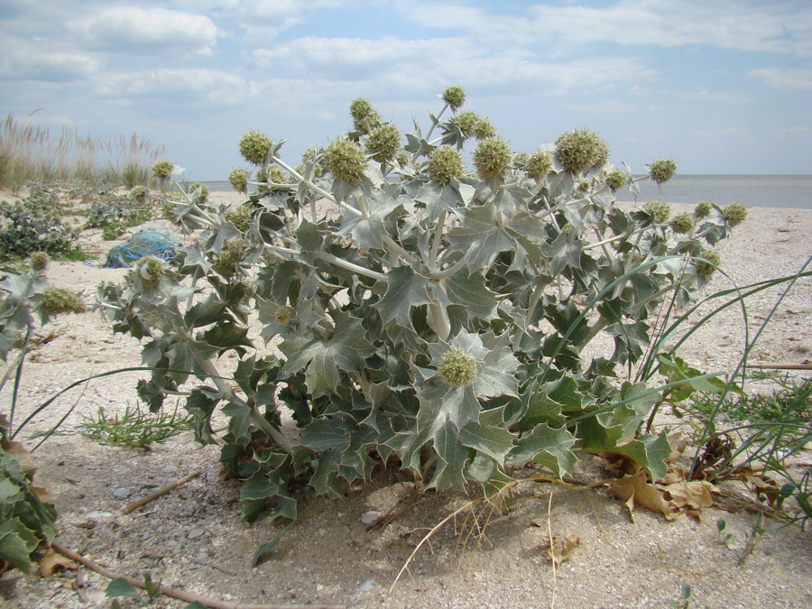 Изображение особи Eryngium maritimum.