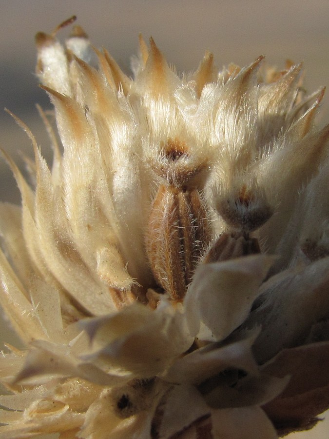 Image of Cephalaria demetrii specimen.