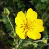 Potentilla crantzii. Цветок. Свердловская обл., окр. г. Североуральск, опушка сосново-елового леса близ известнякового карьера. 15.06.2011.