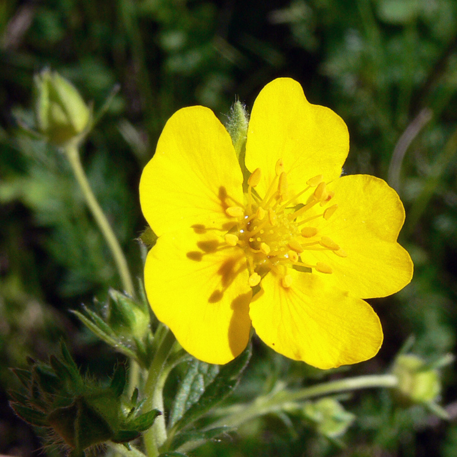 Image of Potentilla crantzii specimen.
