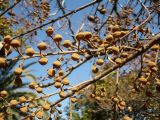 Paulownia tomentosa