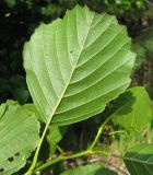 Image of taxon representative. Author is Владимир Папченков