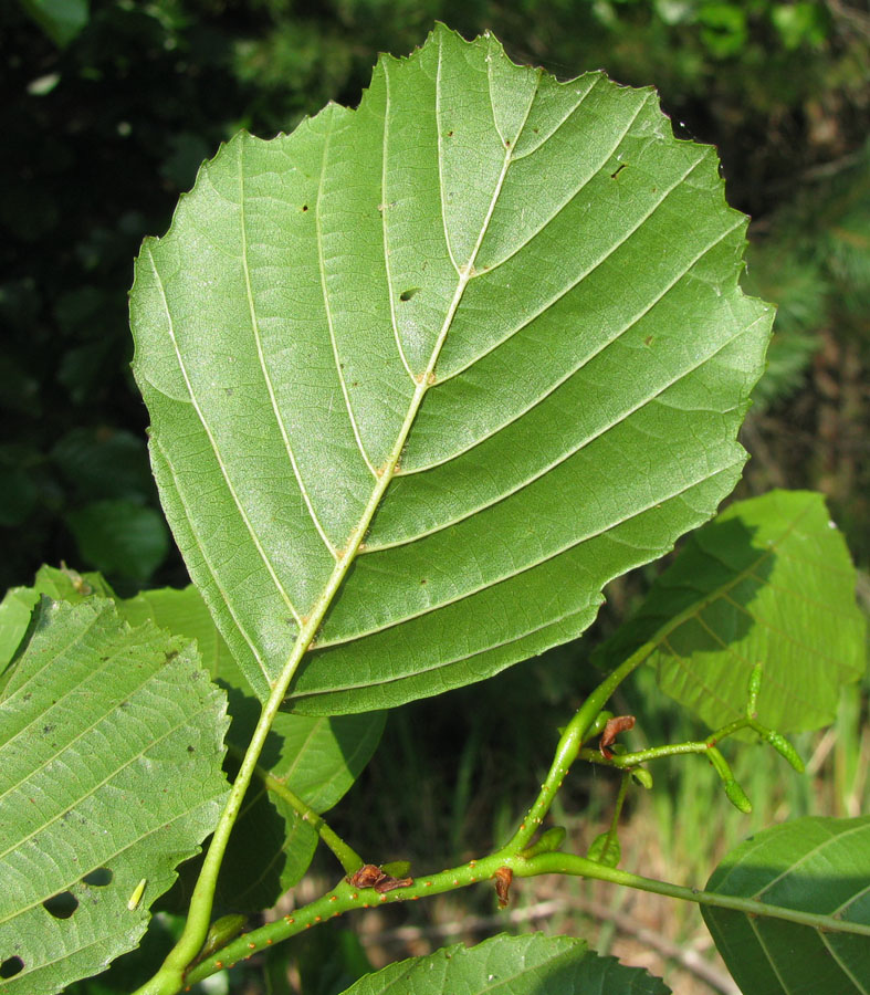 Изображение особи Alnus glutinosa.