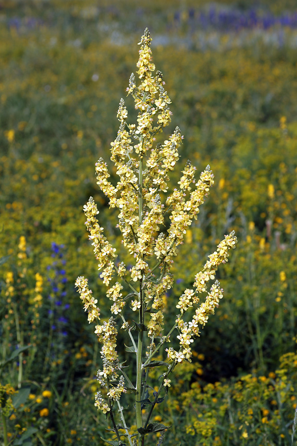 Изображение особи Verbascum lychnitis.