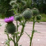 Cirsium vulgare