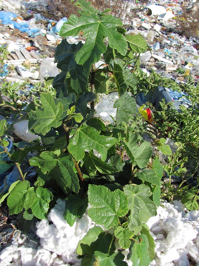 Image of Ficus carica specimen.