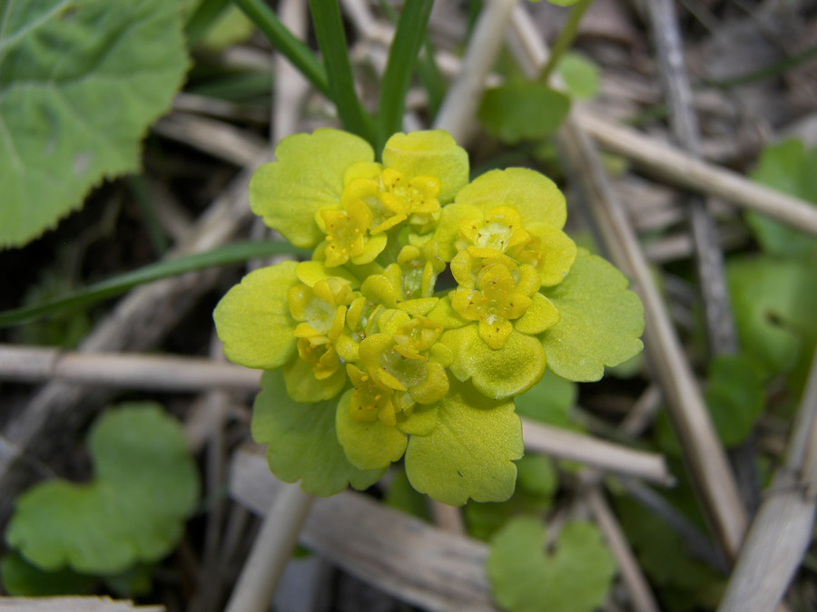 Image of Chrysosplenium alternifolium specimen.