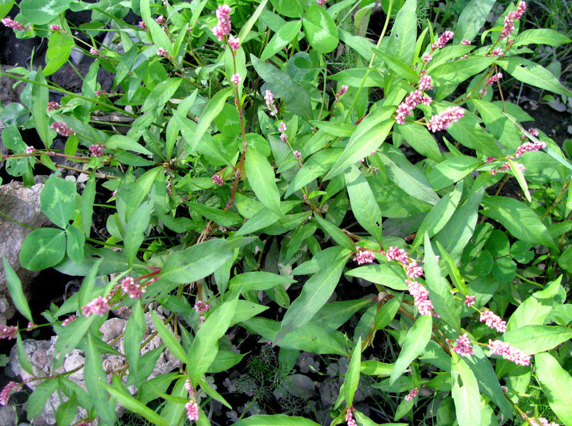 Изображение особи Persicaria × lenticularis.