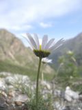 Anthemis iberica