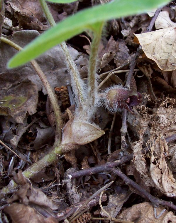 Image of Asarum europaeum specimen.