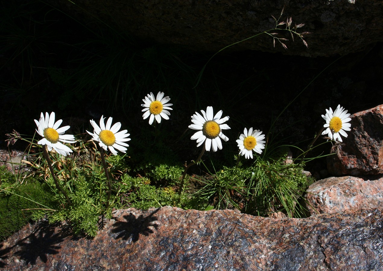 Изображение особи Pyrethrum karelinii.