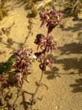 Plantago sarcophylla