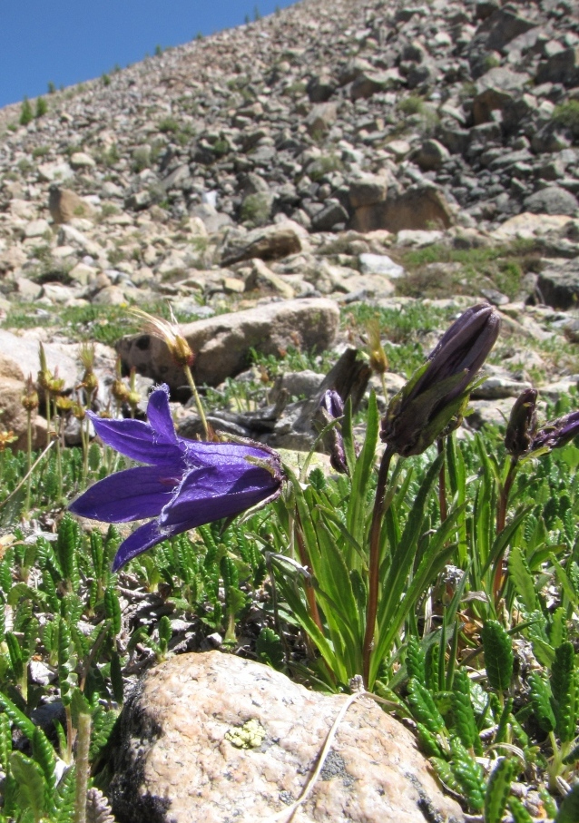 Image of Campanula dasyantha specimen.