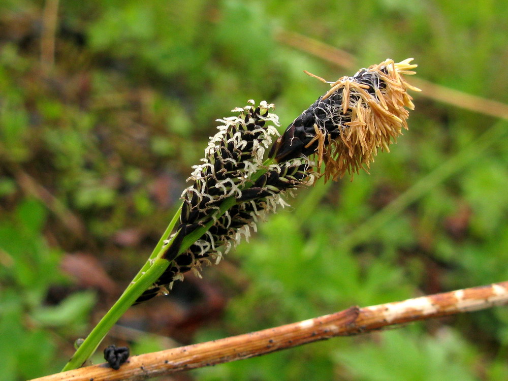 Image of Carex altaica specimen.