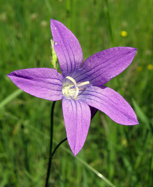 Image of Campanula patula specimen.