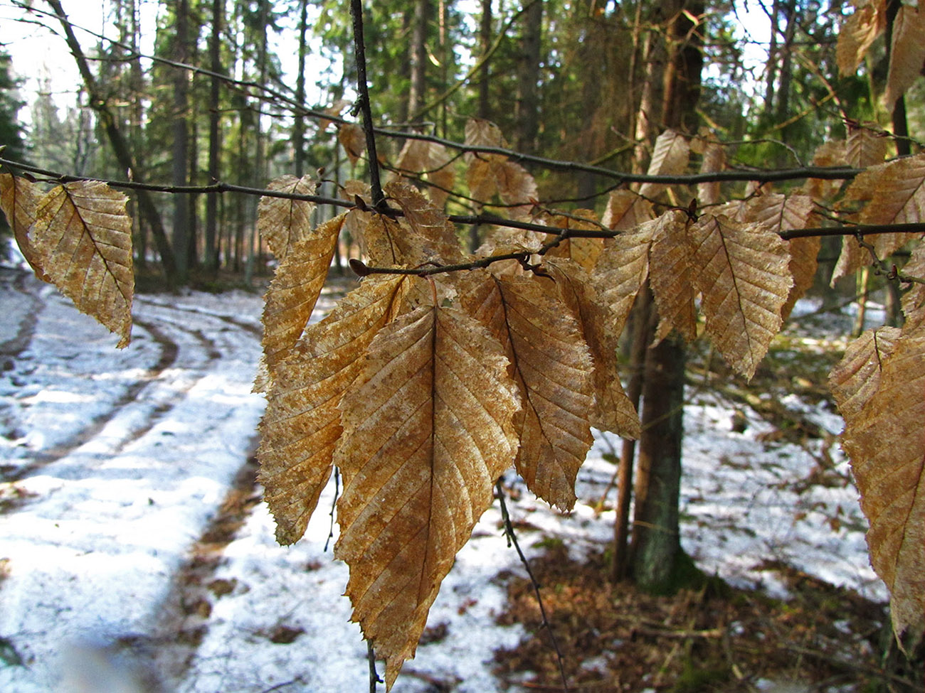 Image of Carpinus betulus specimen.