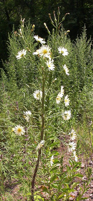 Изображение особи Lactuca indica.