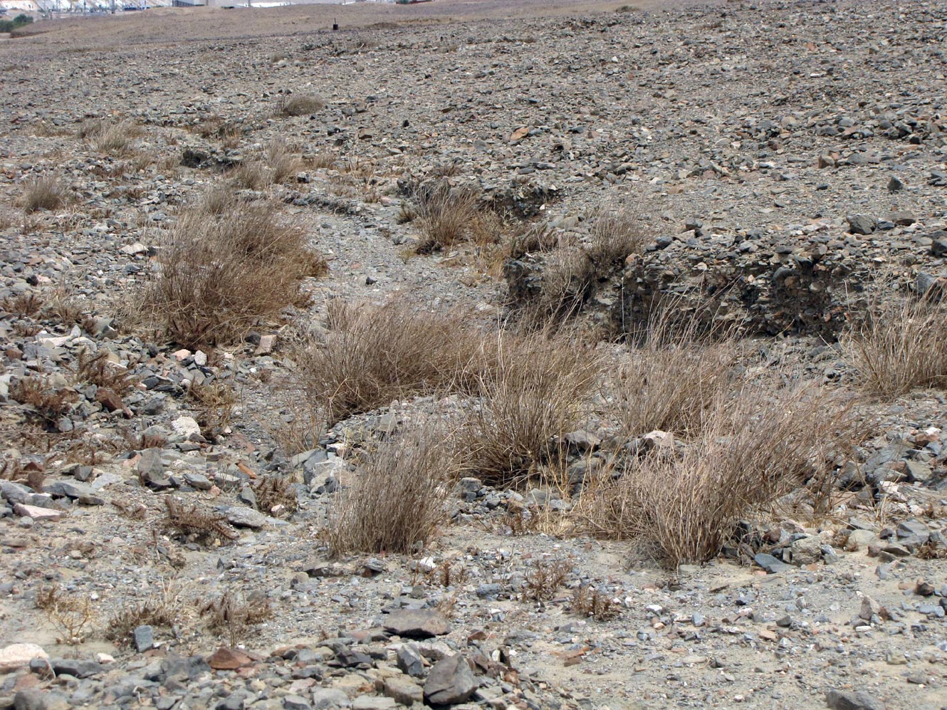 Image of Panicum turgidum specimen.