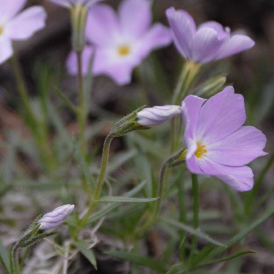 Изображение особи Phlox sibirica.