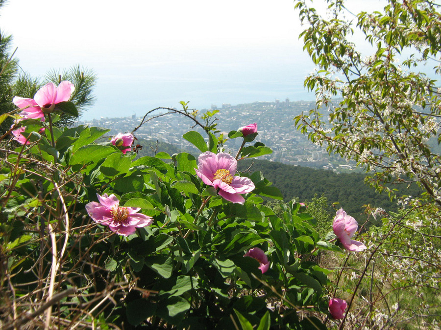 Изображение особи Paeonia daurica.