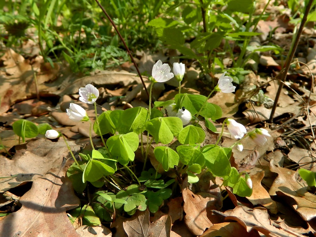 Изображение особи Oxalis acetosella.