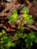 Chrysosplenium flagelliferum