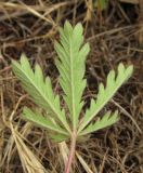 Potentilla