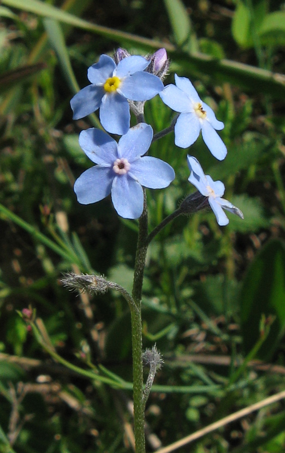 Изображение особи Myosotis lithospermifolia.