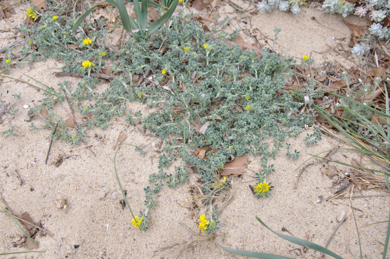 Image of Medicago marina specimen.