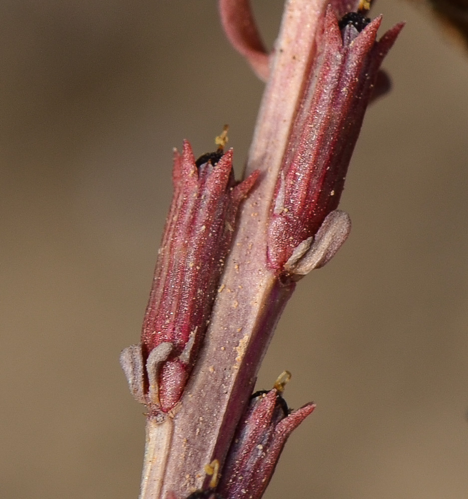 Image of Lythrum tribracteatum specimen.