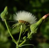 Sonchus oleraceus