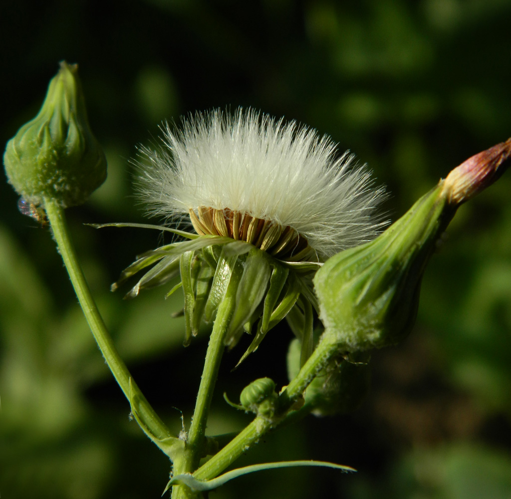 Изображение особи Sonchus oleraceus.