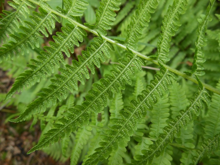 Изображение особи Parathelypteris nipponica.