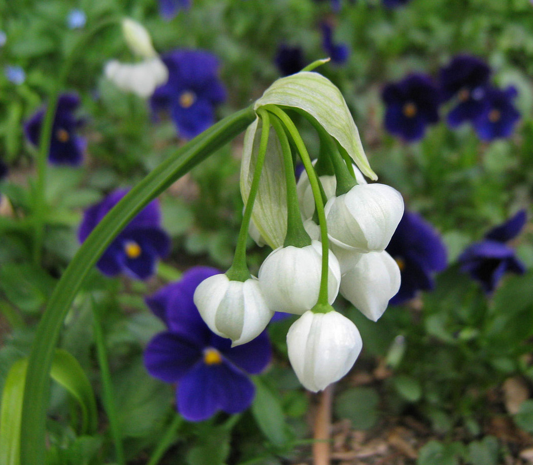 Image of Allium paradoxum specimen.