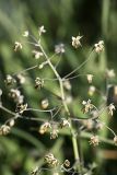 Thalictrum isopyroides. Верхушка соцветия. Южный Казахстан, на краю плато над каньоном Машат. 14.04.2012.