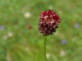 Sanguisorba officinalis