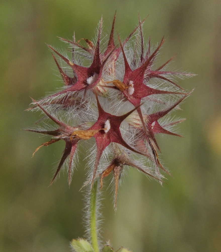 Image of Trifolium stellatum specimen.