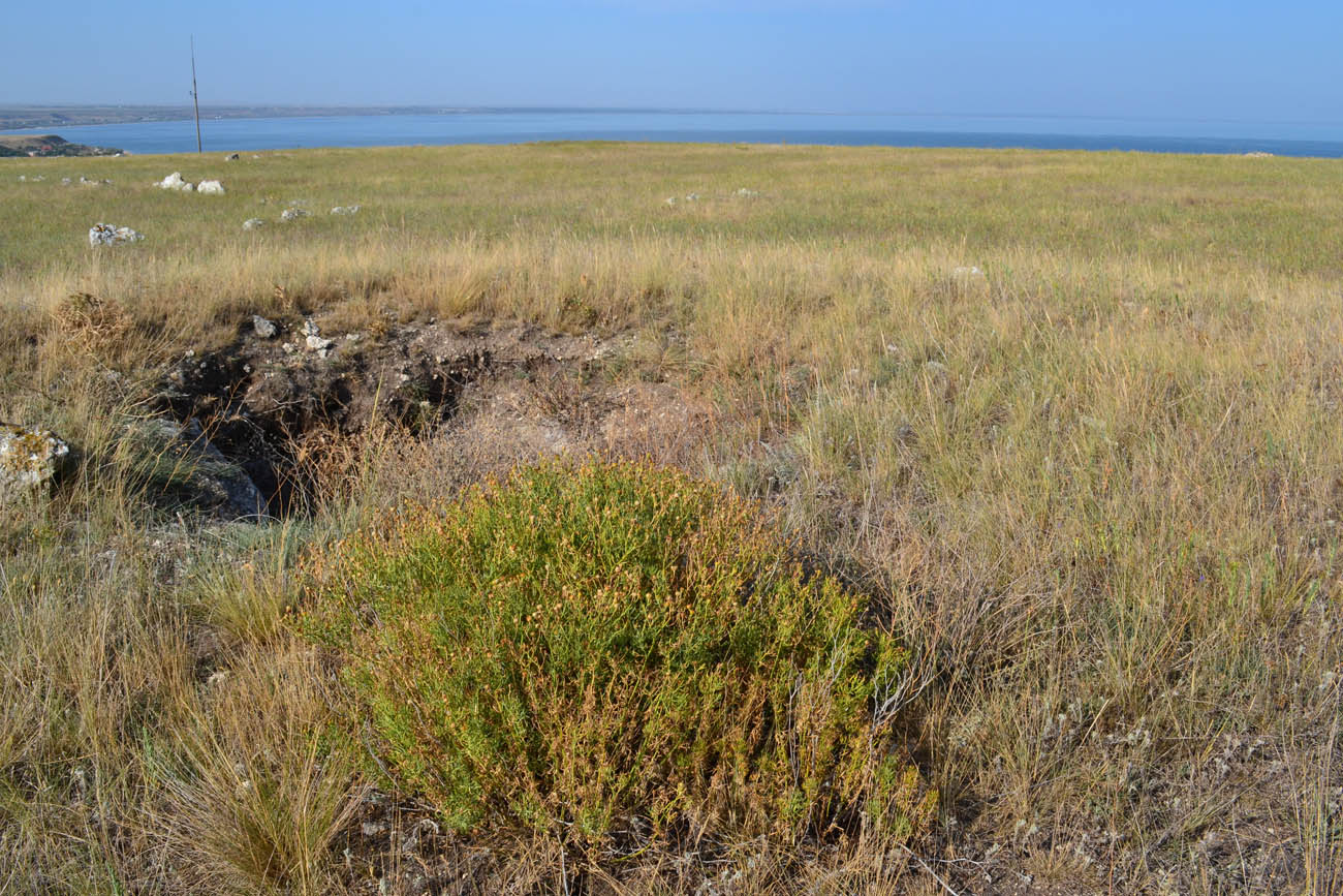 Image of Peganum harmala specimen.