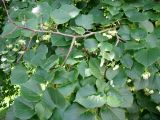 Tilia cordifolia. Часть цветущей ветви. Москва, территория Кремля, Тайницкий сад. 15.06.2012.