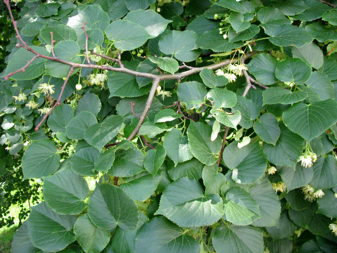 Изображение особи Tilia cordifolia.