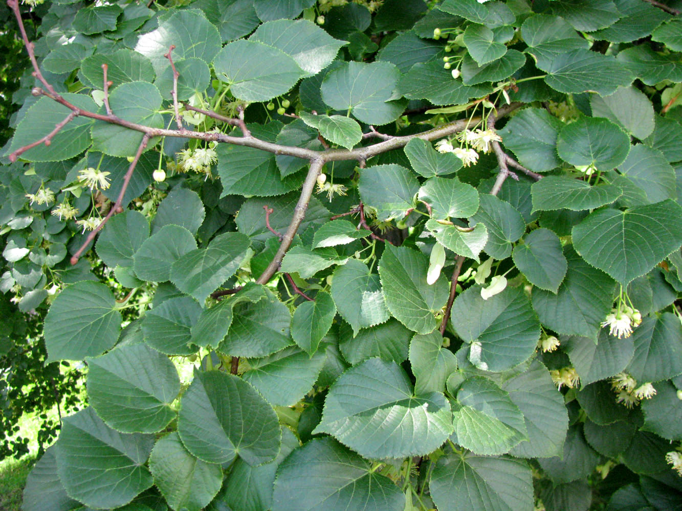 Image of Tilia cordifolia specimen.