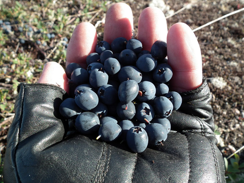 Image of Vaccinium uliginosum ssp. microphyllum specimen.