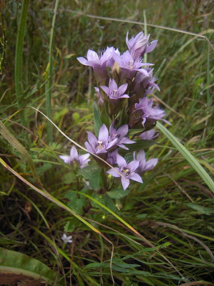 Image of Gentianella biebersteinii specimen.