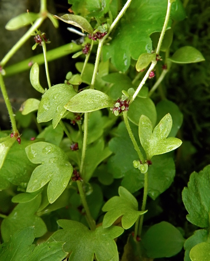 Image of Saxifraga cernua specimen.