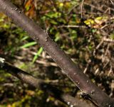 Ribes altissimum