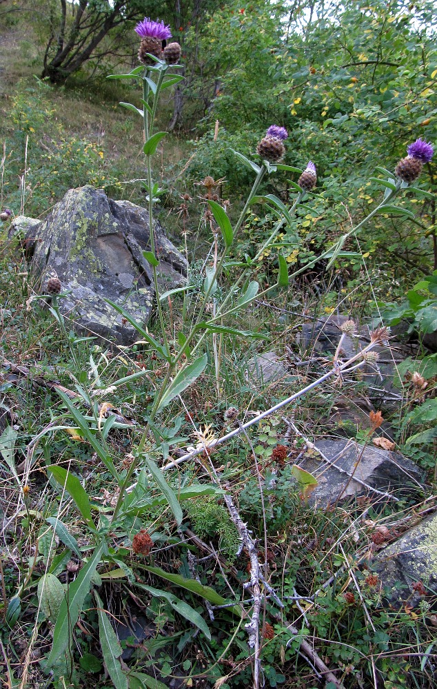 Изображение особи Centaurea nigra.